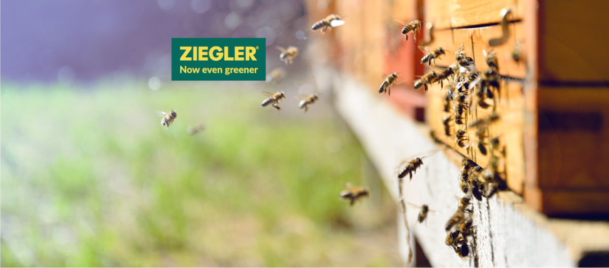 (Bzz, Bzz vertel het aan niemand): binnenkort verwelkomt Ziegler België zijn eerste bijenkorven